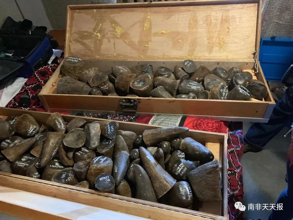 体操夜战:闽南飞鹰队强势横扫江汉犀牛队,速度优势明显中场绞杀压制对手  体操夜战:闽南飞鹰队强势横扫江汉犀牛队,速度优势明显中场绞杀压制对手